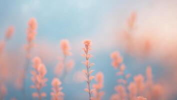 A soft and dreamy blue and peach spring background with copy space. photo