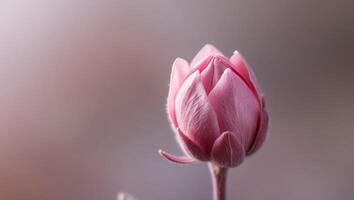 A close up of a pink flower bud on a stem photo