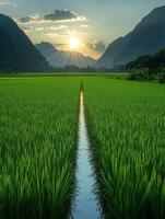 Lush green rice field at sunset, with mountains in the background and a water channel. photo