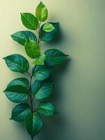 A vibrant green branch with lush leaves against a soft, muted background. photo