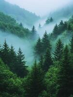 Lush green forest shrouded in mist, creating a serene and tranquil atmosphere. photo