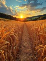 A golden wheat field stretches towards the horizon, illuminated by a vibrant sunset. photo