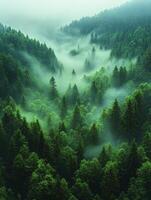 A misty forest landscape with dense trees and a serene atmosphere. photo