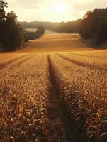 A serene sunset over golden fields, showcasing the beauty of agricultural landscapes. photo