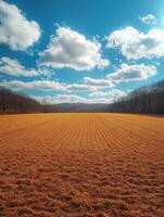 Expansive golden field under a bright blue sky with fluffy clouds. photo