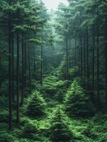 Lush green forest with towering trees and dense undergrowth, evoking tranquility and nature's beauty. photo