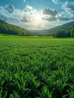 A serene landscape with lush green fields and distant hills under a bright sky. photo