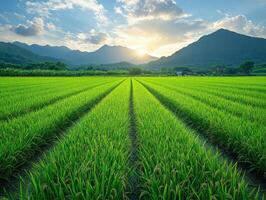 Lush green rice fields under a sunset with mountains in the background. photo