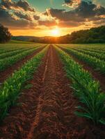 A serene sunset over a lush farm field with rows of crops and a vibrant sky. photo