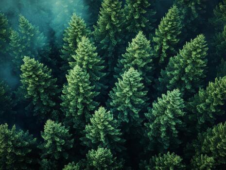 Aerial view of dense evergreen trees in a misty forest, showcasing natural beauty. photo