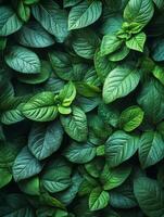 A dense arrangement of vibrant green leaves creating a lush, natural texture. photo