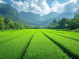 Lush green rice fields surrounded by mountains under a blue sky with clouds. photo