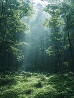 A serene forest scene with sunlight filtering through trees onto lush greenery. photo