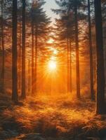 A serene forest scene at sunset, with sunlight filtering through tall trees and ferns. photo