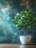 A potted plant with glossy leaves against a textured teal wall, adding a natural touch. photo