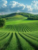 Lush green hills with wavy crop lines under a bright blue sky and fluffy clouds. photo