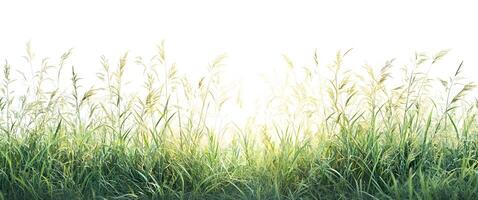 Sunlit Green Grass Blades in a Summer Field photo