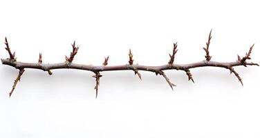 Thorny branch with budding leaf tips isolated on white photo