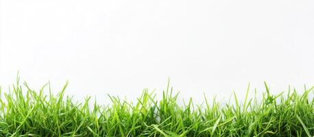 Green Grass Border on White Background photo