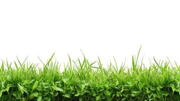 Green Grass Blades Against White Background photo