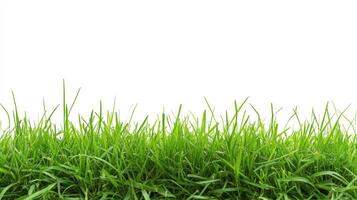 Lush Green Grass Blades Against on White Background. photo