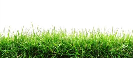 Lush Green Grass Blades Against a White Background photo