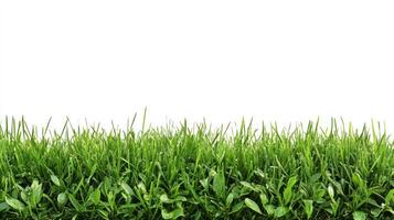 Green Grass Blades Against a White Background photo