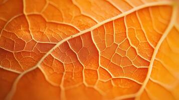 Close-Up of an Orange Leaf's Delicate Veins photo