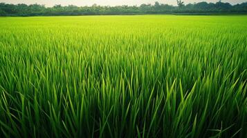 Lush Green Rice Paddy Field with a Forest Background photo