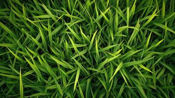 Lush Green Blades of Grass Intertwined photo