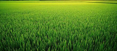 Lush Green Rice Paddy Field Under a Sunny Sky photo