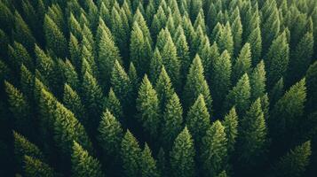 Aerial View of a Dense Evergreen Forest Canopy photo