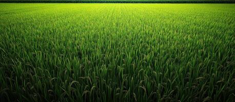 Lush Green Rice Paddy Field with Evolving Grains photo