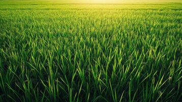 Lush Green Rice Paddy Field Under Sunlight photo