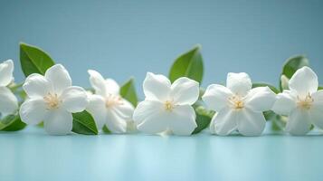 Delicate white jasmine flowers arrange in row with green leaves against light blue pastel background, featuring soft reflection, pure white petals, and fresh spring blossoms. spring photo