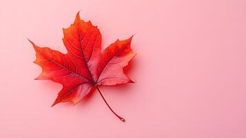 Detailed red maple leaf displays intricate veins against soft pink backdrop. Macro photography captures autumn colors and organic texture in warm, seasonal nature composition. texture photo