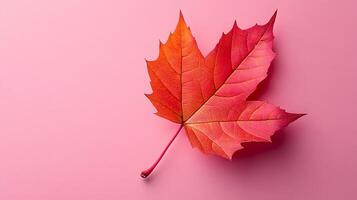 Detailed red maple leaf displays intricate veins against soft pink backdrop. Macro photography captures autumn colors and organic texture in warm, seasonal nature composition. botanical photo