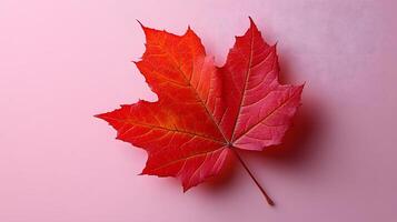 Detailed red maple leaf displays intricate veins against soft pink backdrop. Macro photography captures autumn colors and organic texture in warm, seasonal nature composition. transitional photo