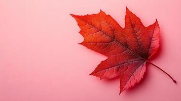 Detailed red maple leaf displays intricate veins against soft pink backdrop. Macro photography captures autumn colors and organic texture in warm, seasonal nature composition. changing photo