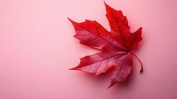 Detailed red maple leaf displays intricate veins against soft pink backdrop. Macro photography captures autumn colors and organic texture in warm, seasonal nature composition. evolving photo