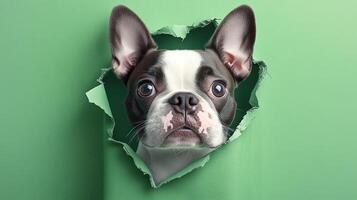 A playful dog peeks through a torn wall, expressing curiosity and charm photo