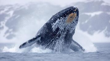 A humpback whale leaps from the ocean, splashing in its vibrant habitat photo