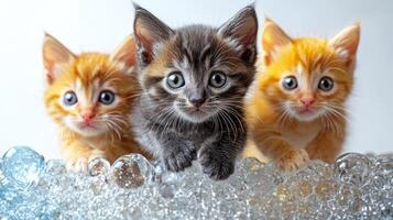 Three adorable kittens curiously interacting with a bubble-filled surface photo