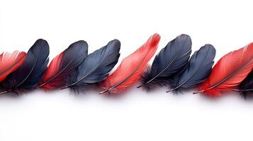 Vibrant black and red feathers arranged in a striking linear fashion photo