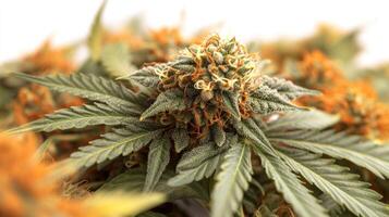 Vibrant cannabis flowers thrive with rich colors in a warm setting photo
