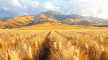 Fields of golden wheat sway gently under a cloudy sky at dusk photo