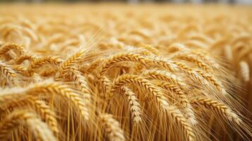 Golden waves of wheat sway gently in a warm summer breeze photo
