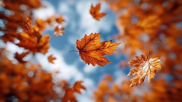 Leaves flutter in the breeze, creating a vibrant display of autumn colors photo