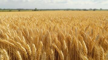 Sun-kissed wheat sways gently in the breeze under bright blue skies photo