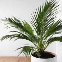 Palm tree in a pot on a white wall background. photo